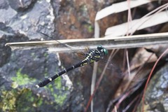 Melligomphus guangdongensis