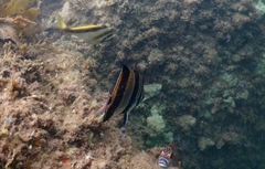 Chelmonops truncatus