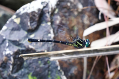 Melligomphus guangdongensis