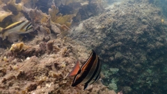 Chelmonops truncatus