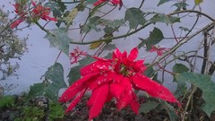 Euphorbia pulcherrima