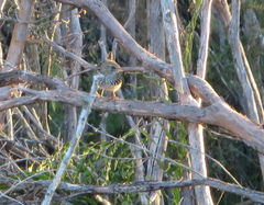 Poodytes punctatus punctatus