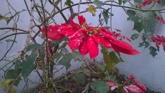 Euphorbia pulcherrima