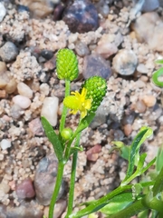 Ranunculus sceleratus