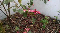 Euphorbia pulcherrima