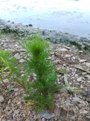 Tripleurospermum inodorum