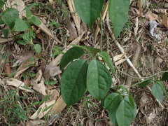 Neoalsomitra clavigera