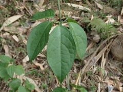 Neoalsomitra clavigera