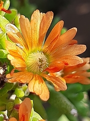 Mestoklema tuberosum