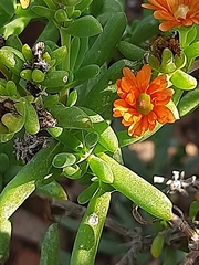 Mestoklema tuberosum