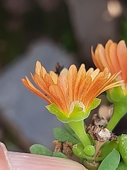 Mestoklema tuberosum