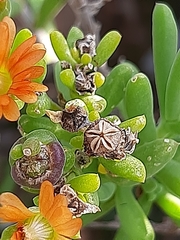 Mestoklema tuberosum