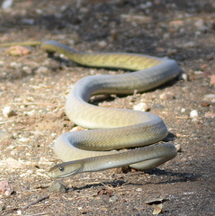 Dendroaspis polylepis