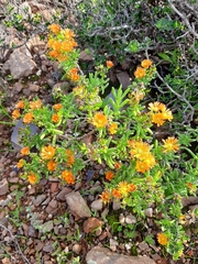 Mestoklema tuberosum