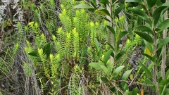 Gnidia styphelioides