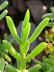 Mestoklema tuberosum