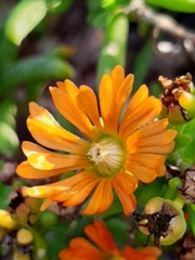 Mestoklema tuberosum