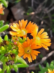 Mestoklema tuberosum