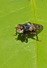 Myopa buccata
