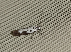 Ethmia quadrillella