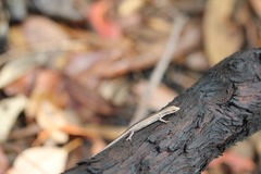 Cryptoblepharus metallicus