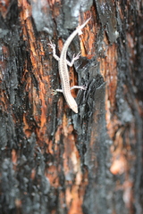 Cryptoblepharus metallicus