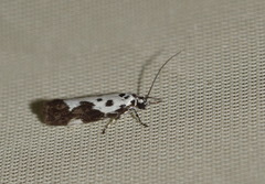 Ethmia quadrillella