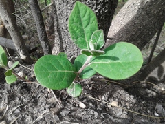Diospyros dichrophylla