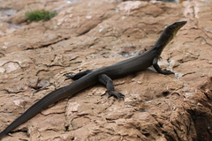 Varanus mertensi
