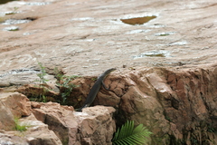 Varanus mertensi
