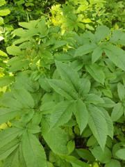 Chaerophyllum aromaticum