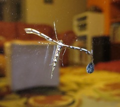 Cosmoclostis aglaodesma