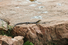 Varanus mertensi