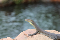 Varanus mertensi