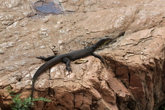 Varanus mertensi