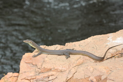 Varanus mertensi