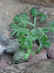 Baculellum articulatum