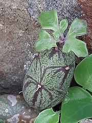 Baculellum articulatum