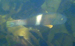 Notolabrus tetricus