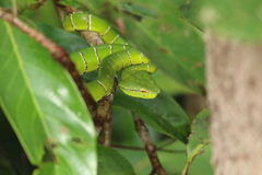 Tropidolaemus subannulatus