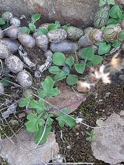 Baculellum articulatum