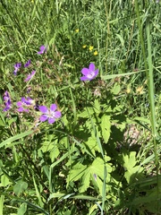 Geranium sylvaticum