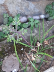Baculellum articulatum