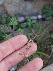 Baculellum articulatum