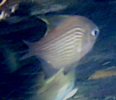 Pempheris multiradiata