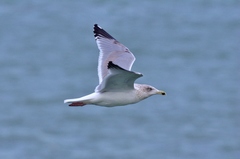 Larus argentatus
