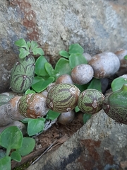 Baculellum articulatum