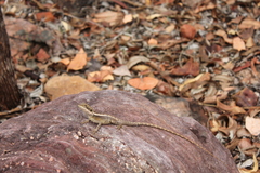 Lophognathus gilberti