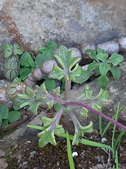 Baculellum articulatum