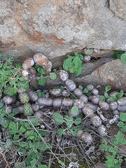 Baculellum articulatum